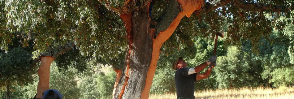 Cork Oak Tree